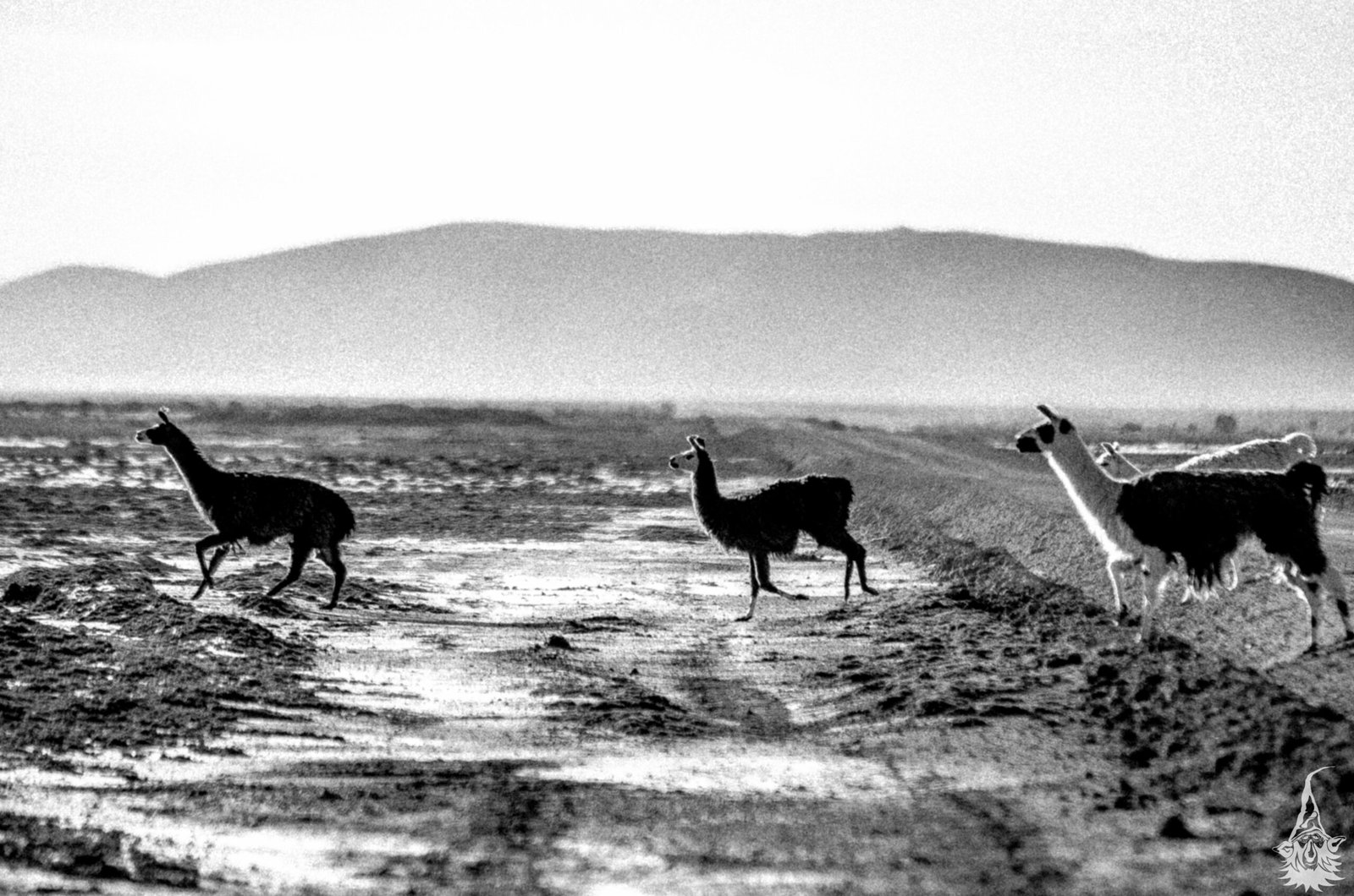 O que o Silêncio Revela nas Paisagens?